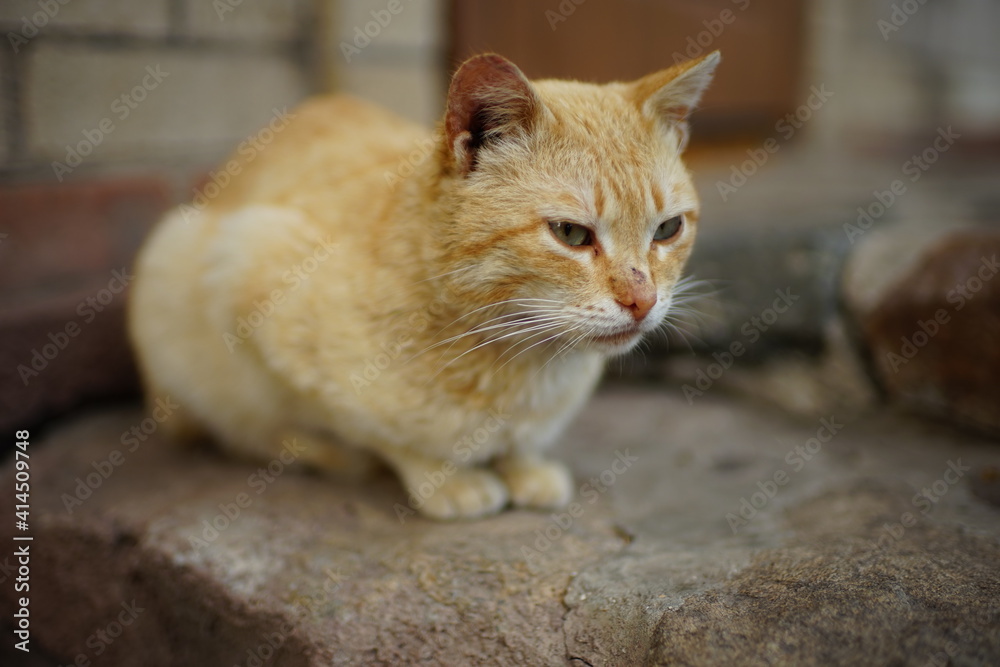 Lovely sand cat resting on a stone staircase Lovely sand cat resting on a stone staircase