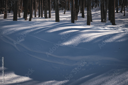 Beautiful view of a winter landscape covered in swith a lot of trees photo