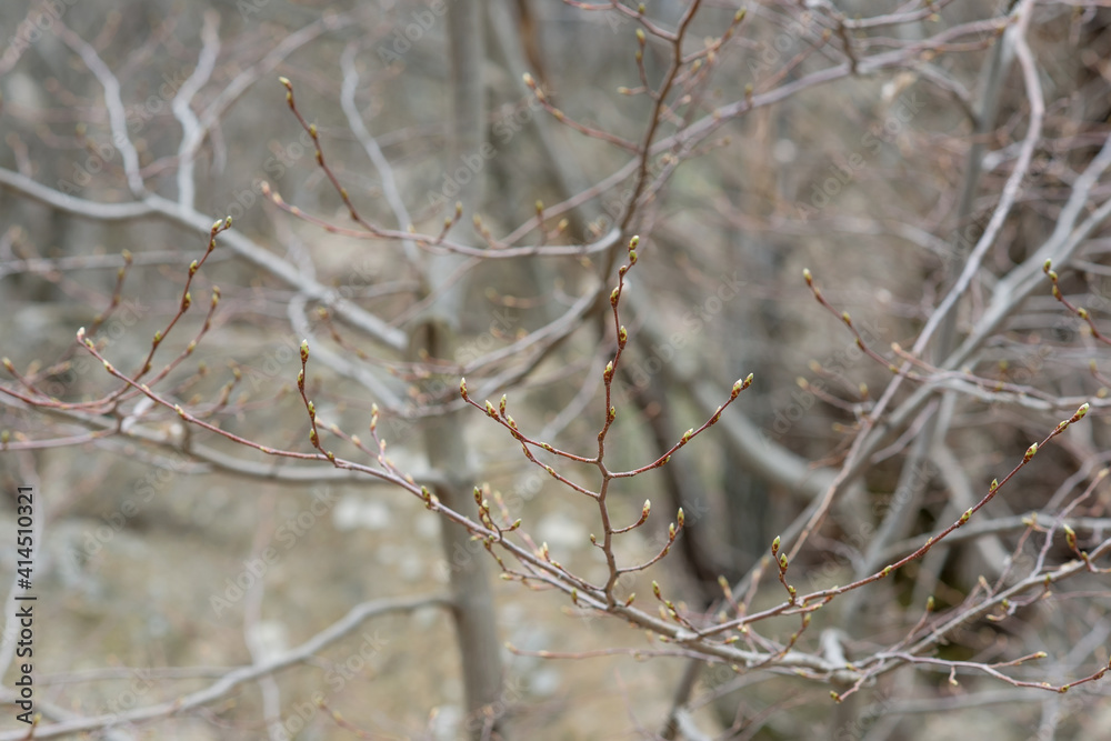 First bud on the branch in spring, first leaf.