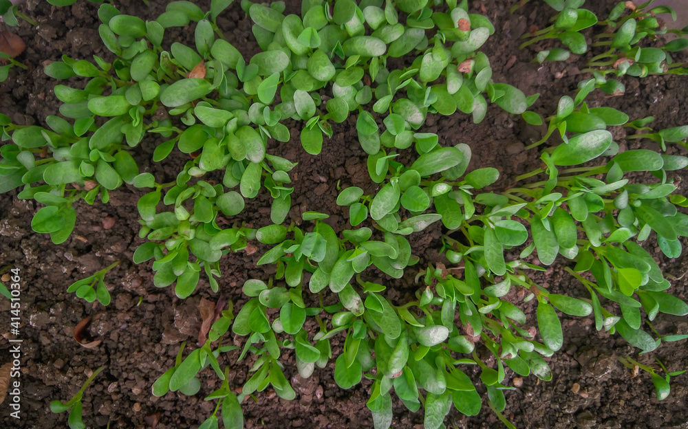 seedling growing in soil in the garden, Fenugreek plant gardening, herbs plantation, nature photography seedling growing in soil in the garden, Fenugreek plant gardening, herbs plantation, nature photography