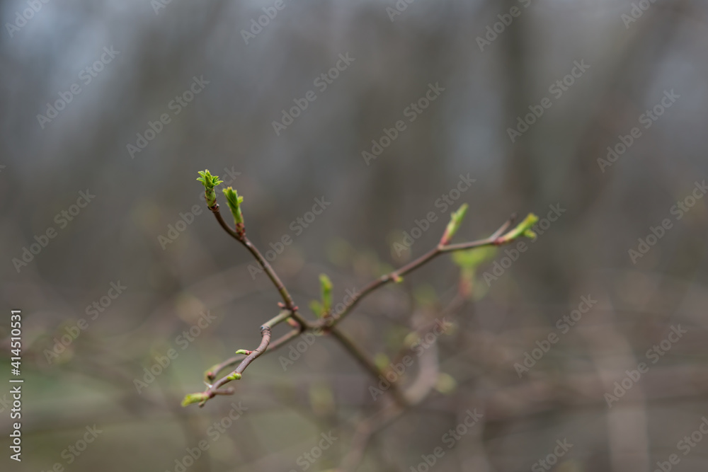 First bud on the branch in spring, first leaf. First bud on the branch in spring, first leaf.