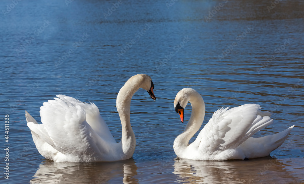 couple Swan in spring