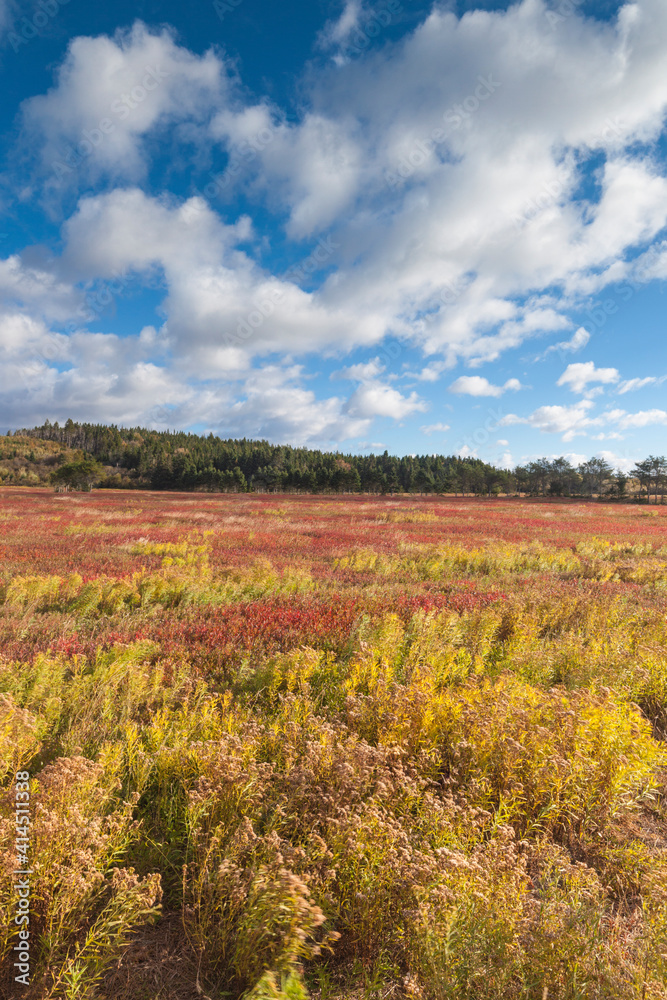 Canada, Nova Scotia, Advocate Harbour. Blueberry field in autumn.