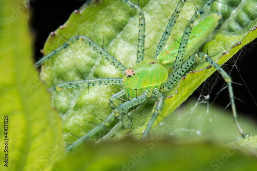 Araña lince de color verde esperando a una presa photo