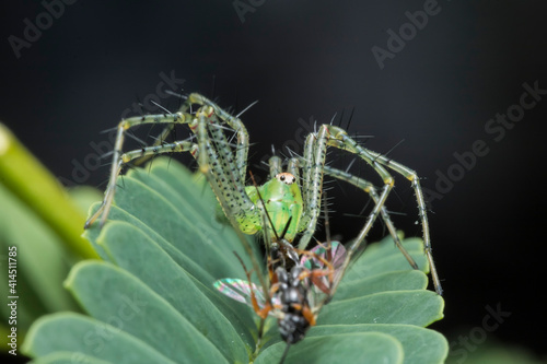 Araña lince recien atrapa a una especie de avispa pequeña photo