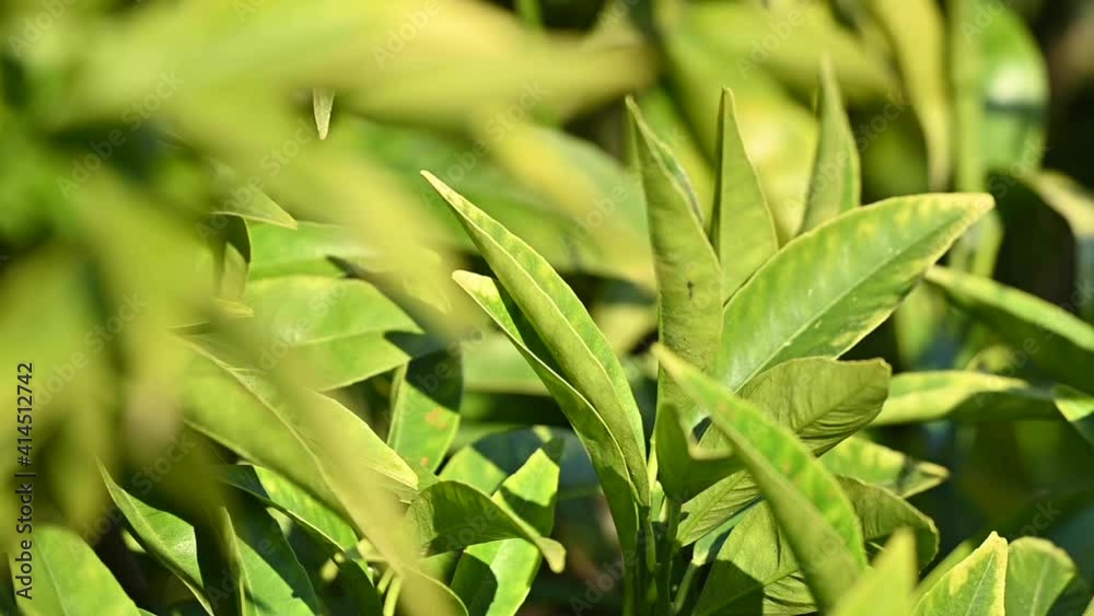 (Selective focus) Slow motion video of some mandarin tree leaves moved by the wind. (Selective focus) Slow motion video of some mandarin tree leaves moved by the wind.