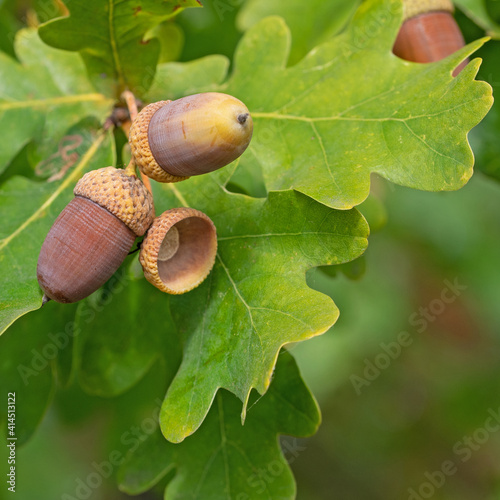 Früchte der Stieleiche, Quercus robur L. photo