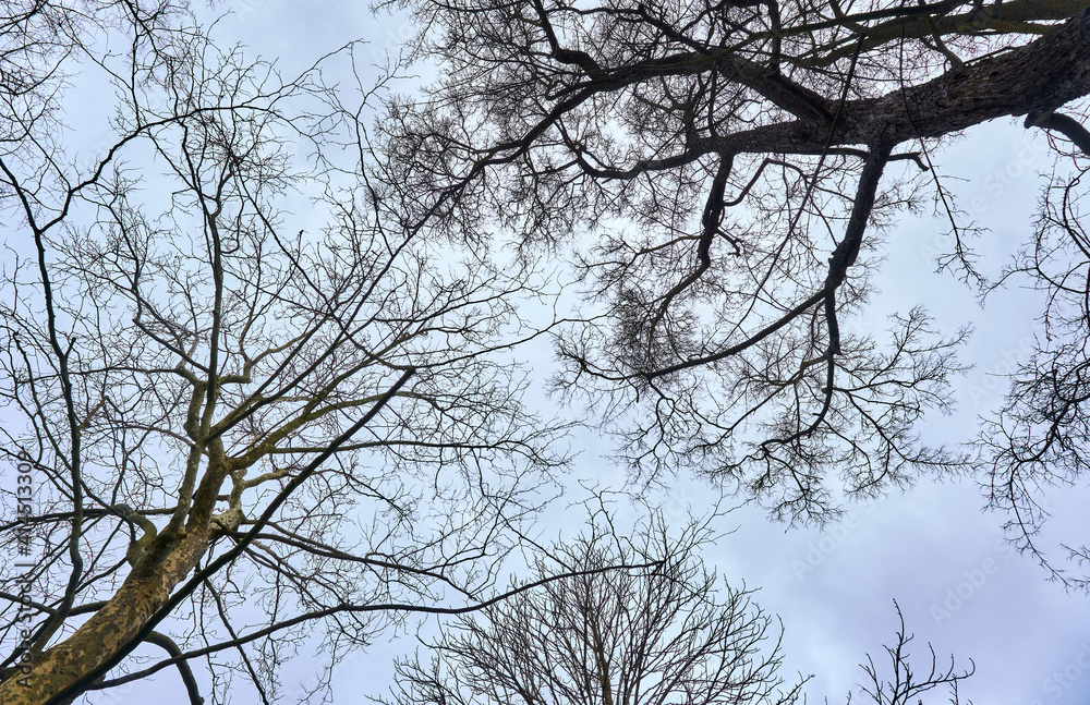 Sky and soft clouds between tree branches Sky and soft clouds between tree branches