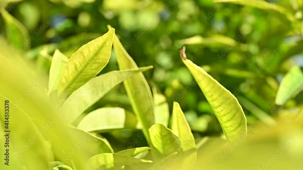 (Selective focus) Slow motion video of some mandarin tree leaves moved by the wind. (Selective focus) Slow motion video of some mandarin tree leaves moved by the wind.