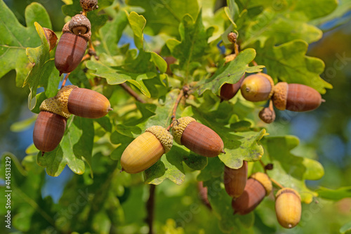 Früchte der Stieleiche, Quercus robur L.
