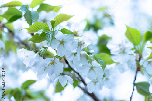 散り際も美しい葉桜