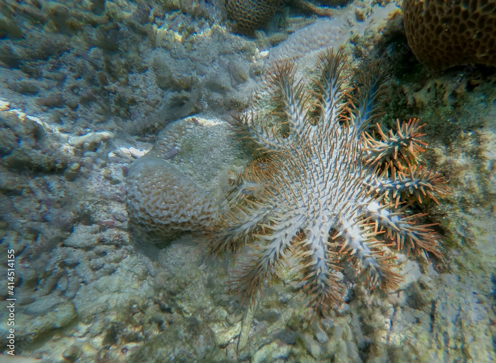 Crown-of-thorns starfish (Acanthaster planci) in the Pacific Ocean, a