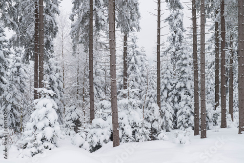 Zima w lesie w Górach Izerskich w Polsce.