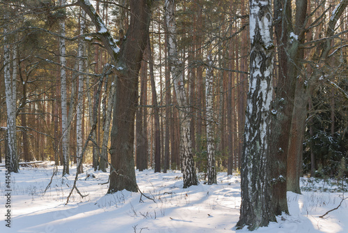 Fototapeta Naklejka Na Ścianę i Meble -  Las zimą, pokryty grubą warstwą śniegu w słoneczny dzień.
