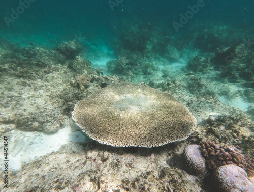 Large Acropora coral (Acropora hyacinthus) forming a large plate or table on the Indonesian seabed. Hard coral that forms flat colonies with a circular shape.