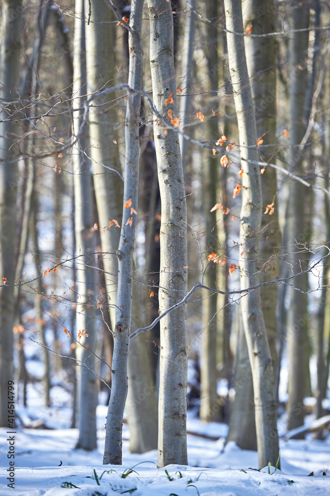 Fototapeta premium WINTER IN FOREST