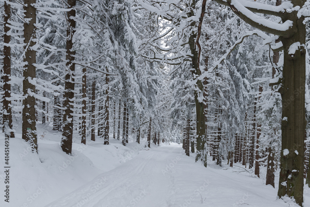 Fototapeta premium Zima w lesie w Górach Izerskich w Polsce.