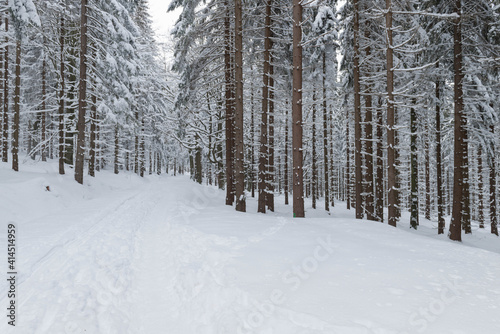 Zima w lesie w Górach Izerskich w Polsce. © boguslavus