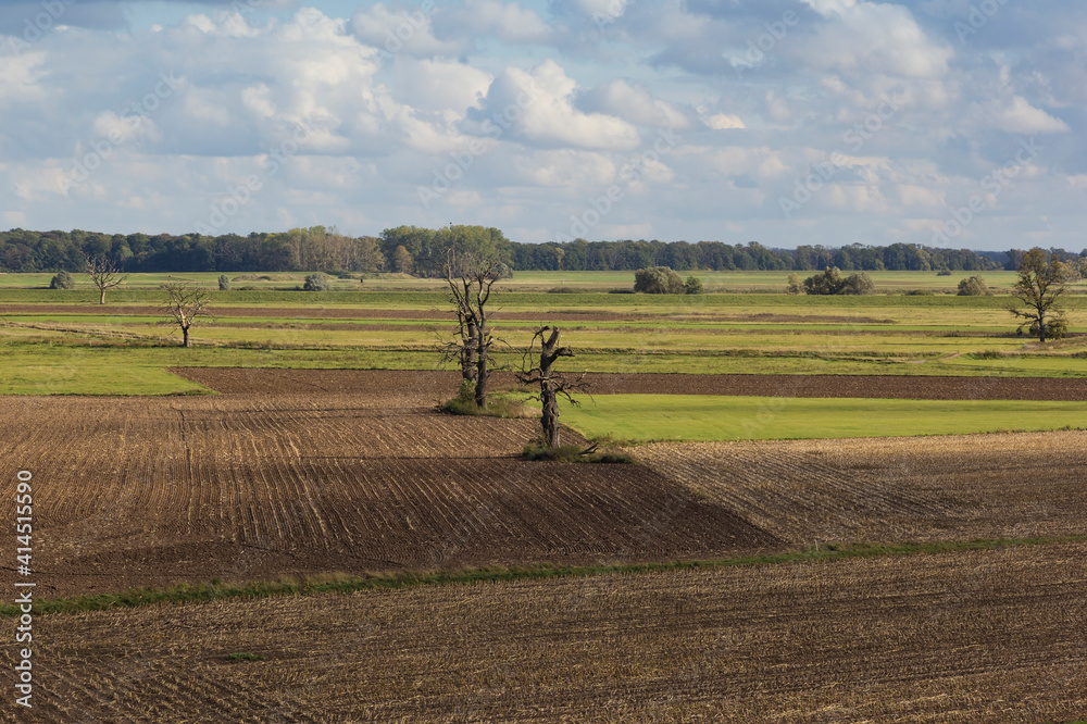 View to the rural landscape in Brandenburg, with old oak trees.
