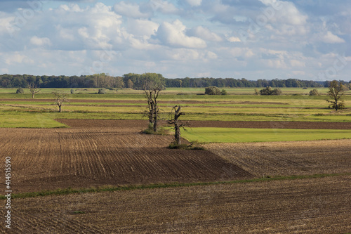 Obraz na płótnie View to the rural landscape in Brandenburg, with old oak trees. w salonie