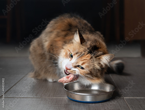 Cat eating raw chicken wing tip. Female kitty chewing on piece of raw meat in the kitchen with head tilted. Concept for raw food diet for cats, dogs and pets or cats are carnivores. Selective focus. photo