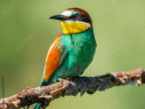 Colorful European bee-eater close-up is sitting on a dry branch