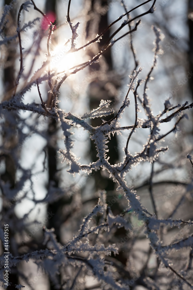 deciduous trees without leaves in the winter season deciduous trees without leaves in the winter season