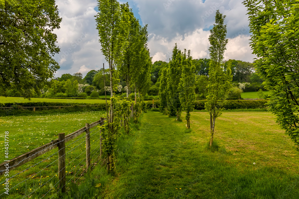 A tree lined path leading to the village of Gumley near Market Harborough, UK in springtime A tree lined path leading to the village of Gumley near Market Harborough, UK in springtime