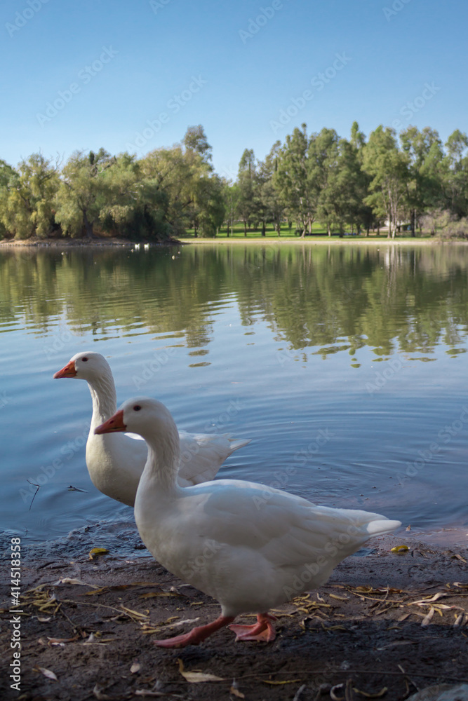 Obraz premium patos en 