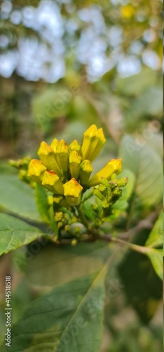 yellow flowers in the garden