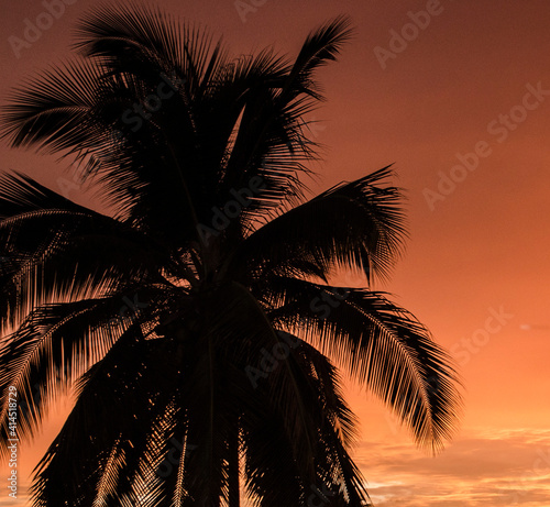 Palmera atardecer