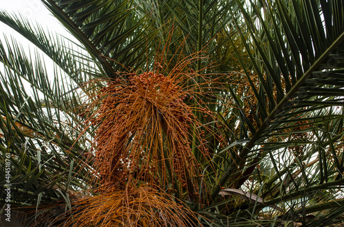 Plantas