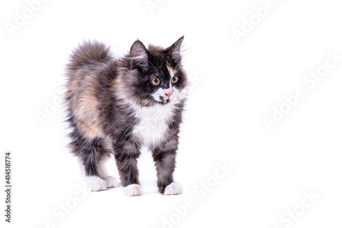 Foto Kuril bobtail kitty white background isolated