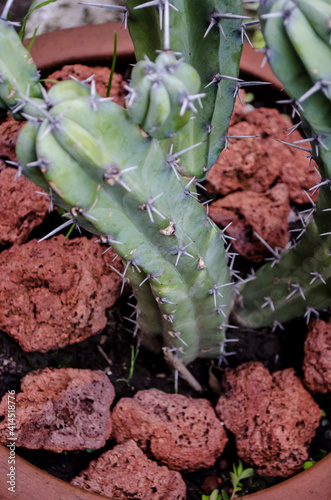 Cactus