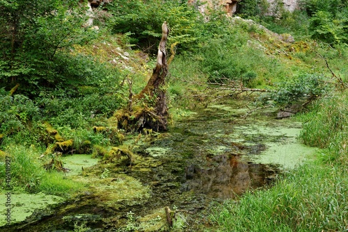 Duckweed covered stream in Wutach Gorge, Germany photo