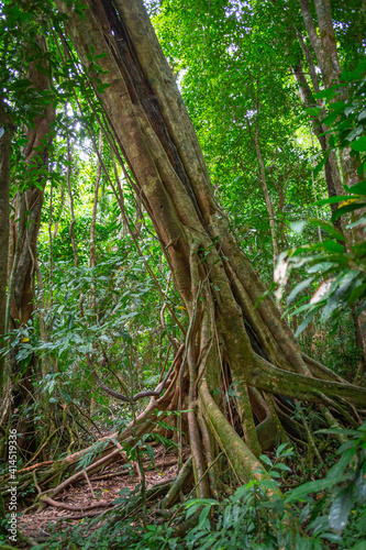 Trees in the jungle of Daintree National Park in Queensland, Australia