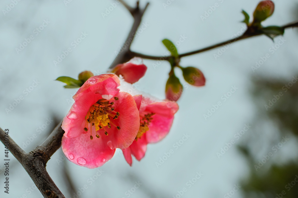 Pink flowers with green leaves covered with snow bloomed in spring on a blurred background.