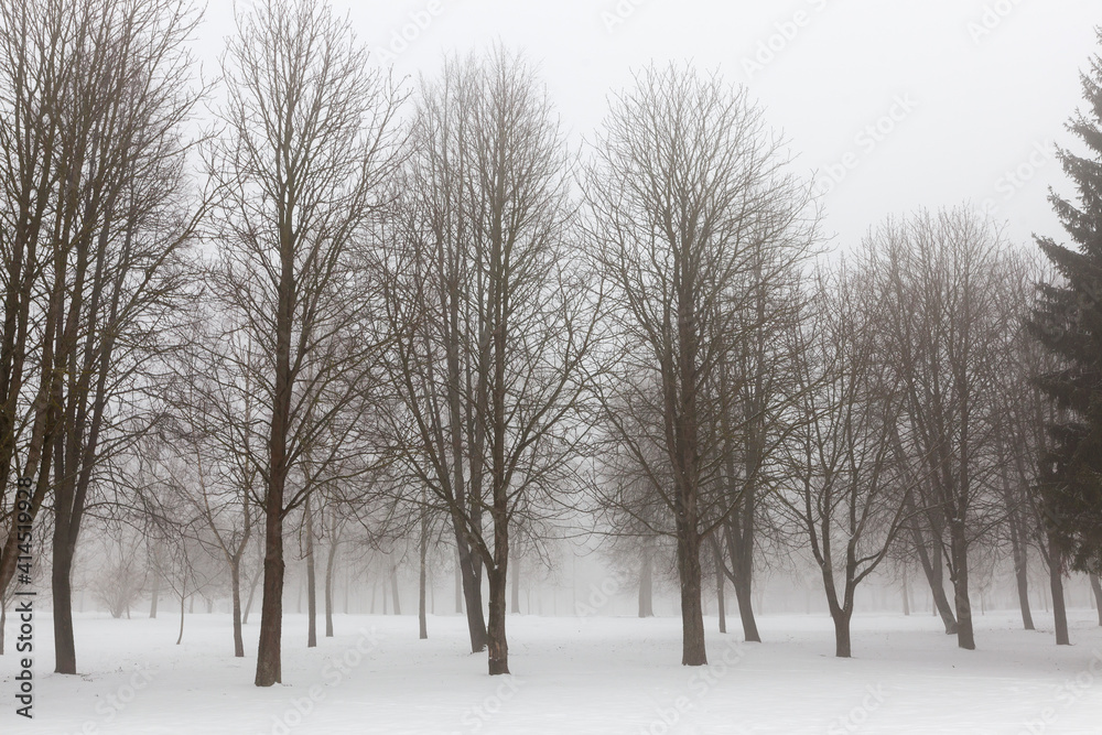 winter fogs and trees and other plants winter fogs and trees and other plants