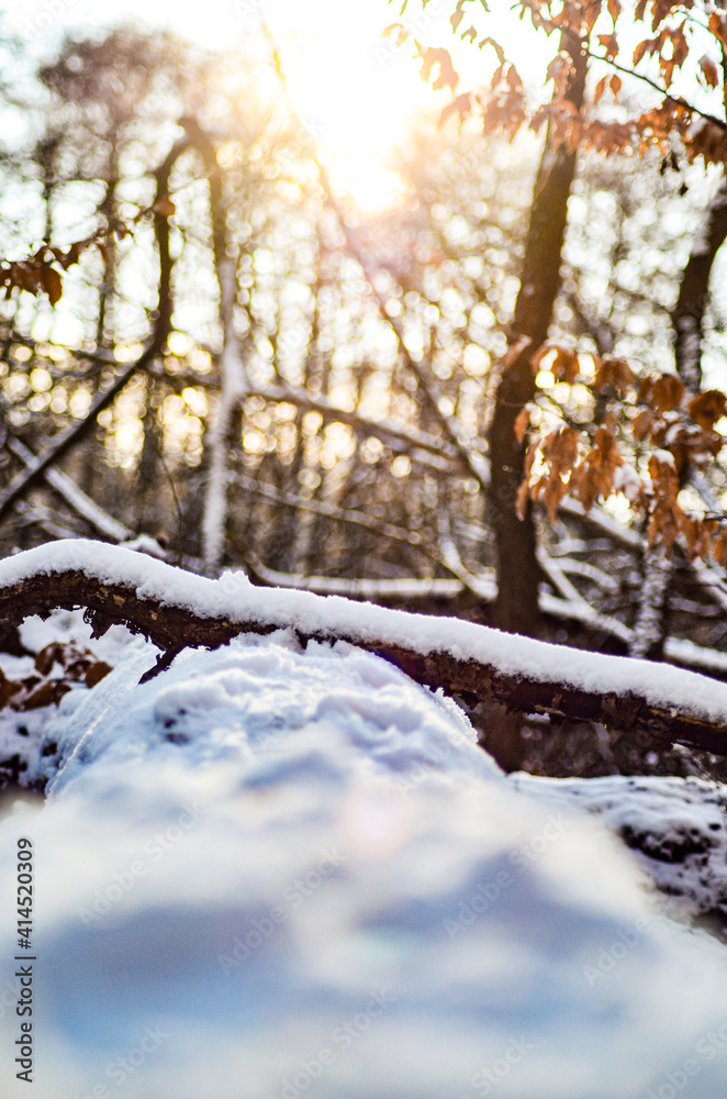 Fototapeta premium sunset in the forest