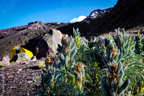 Flora from the Piedra Grande base camp on the Citlaltépetl volcano in Mexico photo