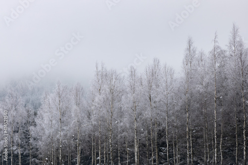 Zimowy las © Joanna