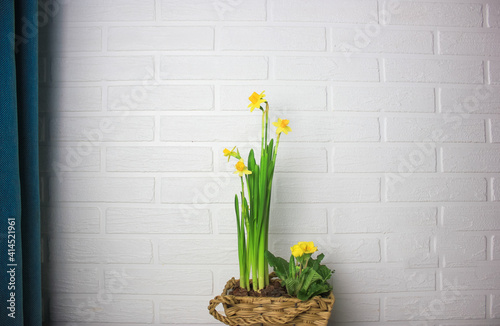 Fototapeta Naklejka Na Ścianę i Meble -  Yellow daffodils on the background of a white brick wall in the interior. A wicker wooden basket with spring flowers on the table.