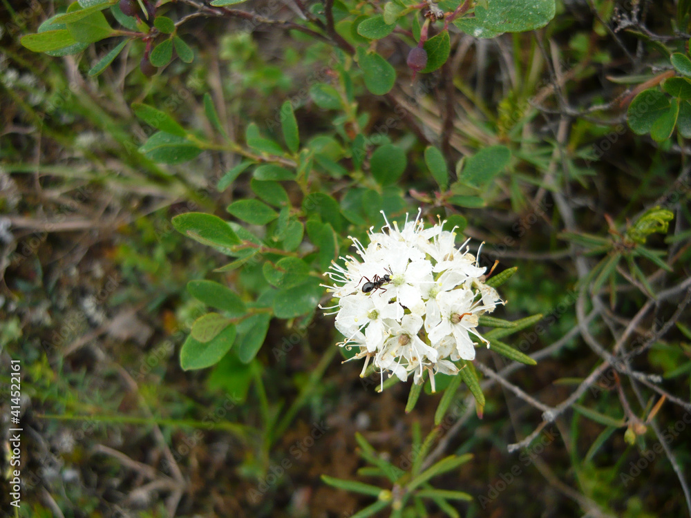 Taiga plants Taiga plants