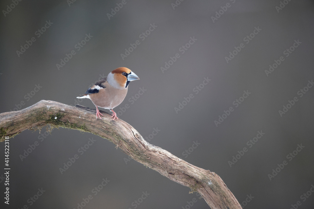 Fototapeta premium Gros-bec cassenoyaux Coccothraustes coccothraustes in a snowy atmosphere
