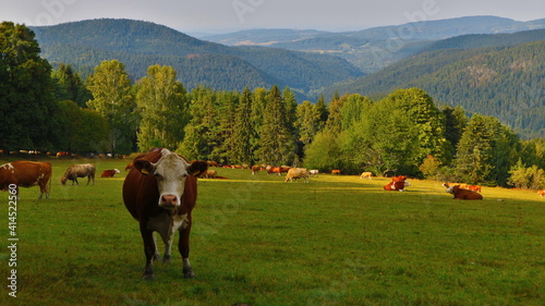 A staring cow and the herd in the meadow in mountains of national park Sumava, Czech republic
