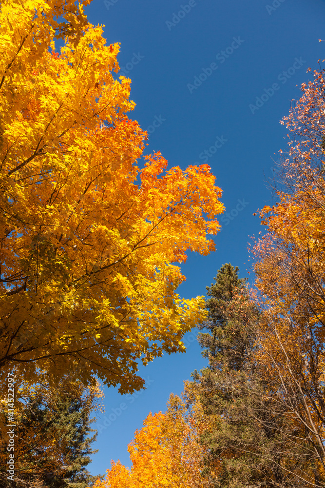 Canada, Prince Edward Island, Tyne Valley autumn foliage.