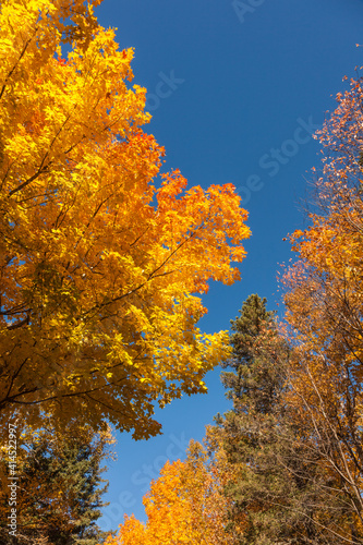 Canada, Prince Edward Island, Tyne Valley autumn foliage.
