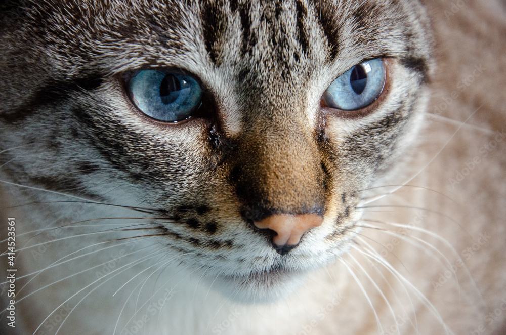 closeup on grey tabby cat face with blue eyes 