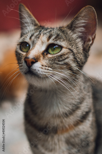 portrait of a cat © Tom