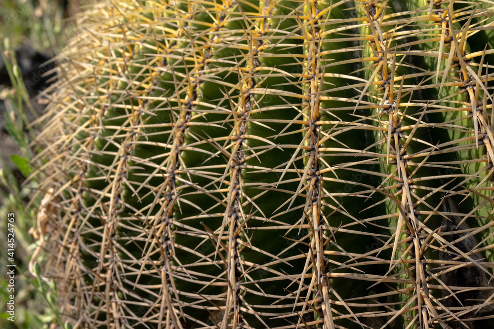 close up of a spiny cactus close up of a spiny cactus